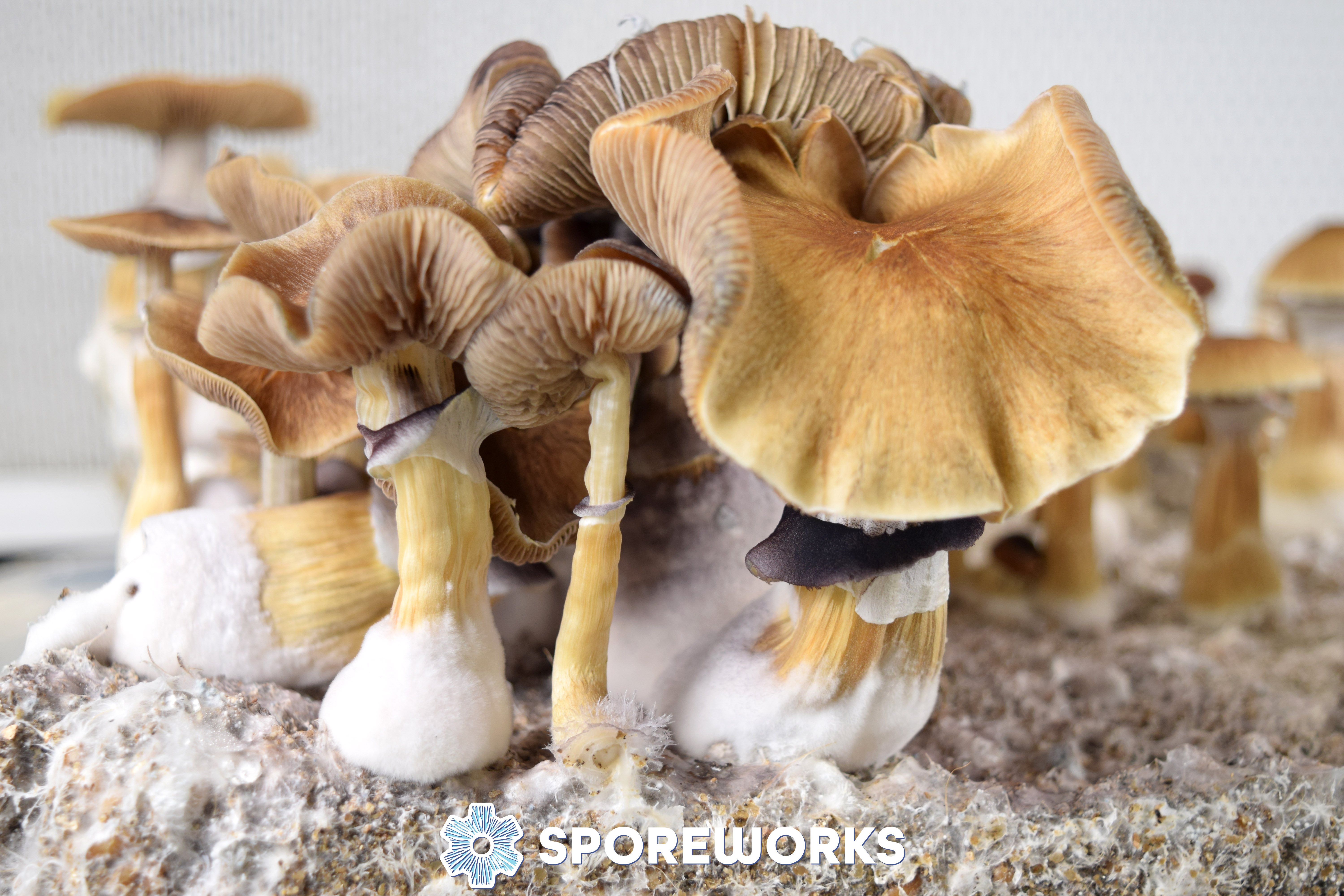 Psilocybe cubensis Jedi Mind Fuck Spore Syringe